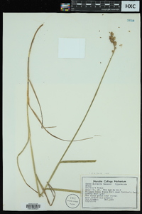 Carex normalis image