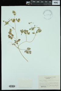 Corydalis micrantha image