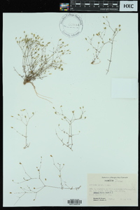 Arenaria patula image