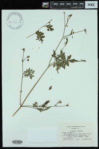 Bidens bipinnata image