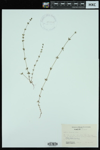 Galium virgatum image