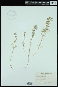 Polypremum procumbens image