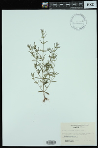 Clinopodium arkansanum image