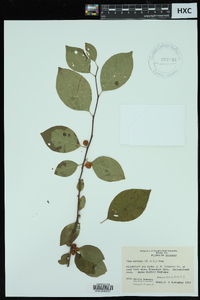 Ilex montana image