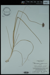 Allium canadense var. mobilense image