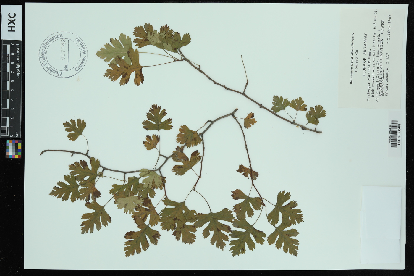 Crataegus marshallii image