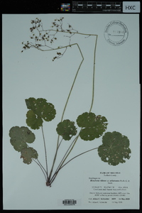 Heuchera villosa var. arkansana image