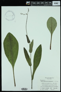 Andersonglossum virginianum image