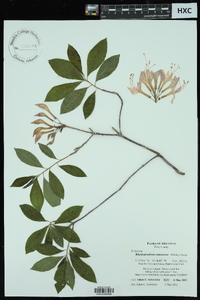 Rhododendron canescens image