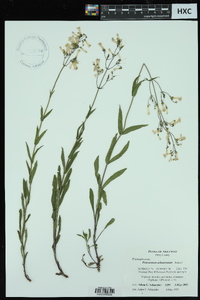 Penstemon arkansanus image