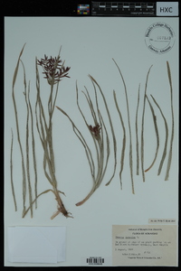 Cyperus rotundus image