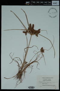 Cyperus iria image