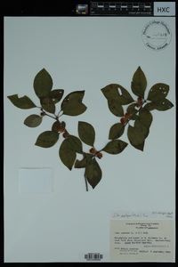 Ilex ambigua image