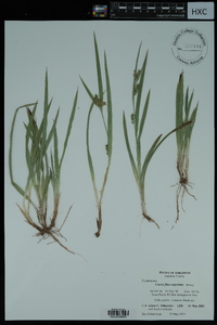 Carex flaccosperma image