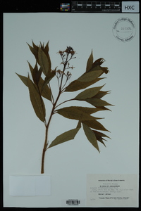 Amsonia tabernaemontana image