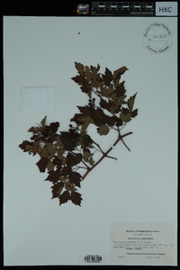 Ampelopsis arborea image