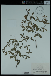 Baptisia alba var. macrophylla image