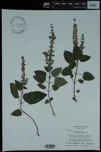 Lobelia appendiculata image