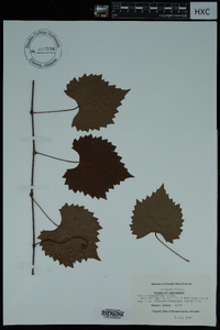 Vitis rotundifolia image