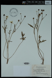 Ranunculus septentrionalis image