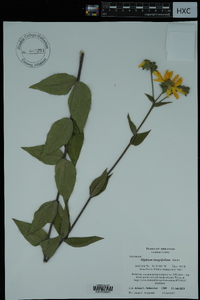 Silphium integrifolium image