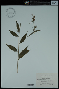 Campanulastrum americanum image