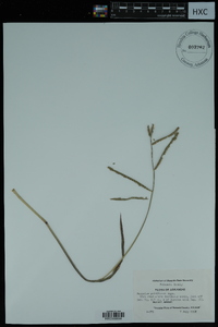 Paspalum pubiflorum image