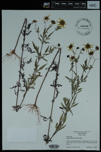 Bidens aristosa image