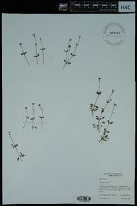 Houstonia pusilla image