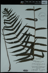 Thelypteris hispidula image