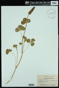 Trifolium incarnatum image