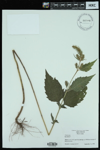 Iva annua image