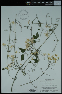 Clematis terniflora image