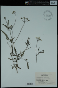 Torilis arvensis image