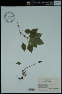 Pilea pumila image