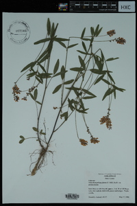Orbexilum pedunculatum var. pedunculatum image