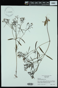 Houstonia longifolia image