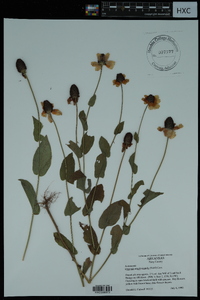 Rudbeckia amplexicaulis image