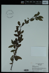 Prunus angustifolia image