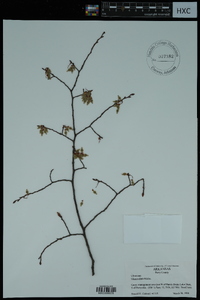 Ulmus alata image