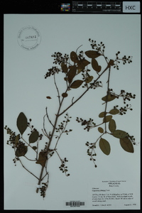 Ligustrum sinense image