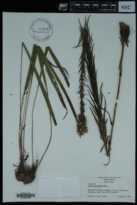 Liatris pycnostachya image