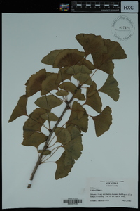 Ginkgo biloba image