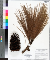 Pinus elliottii image