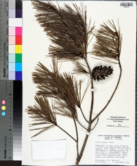 Pinus glabra image