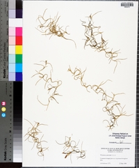 Tillandsia usneoides image