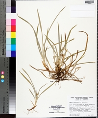 Carex abscondita image