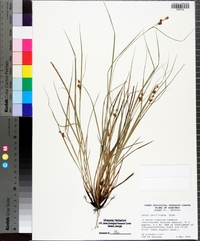 Carex caroliniana image