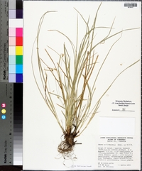 Carex basiantha image