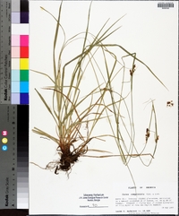 Carex complanata image